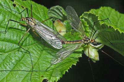 Nephrotoma appendiculata 