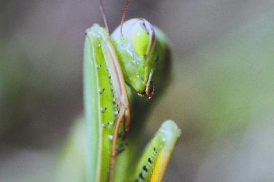 Mante en surchauffe...